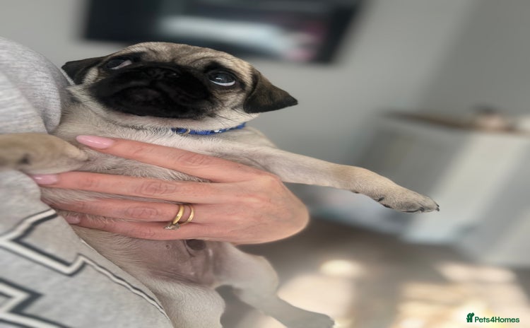 Pug dogs - Advert 1