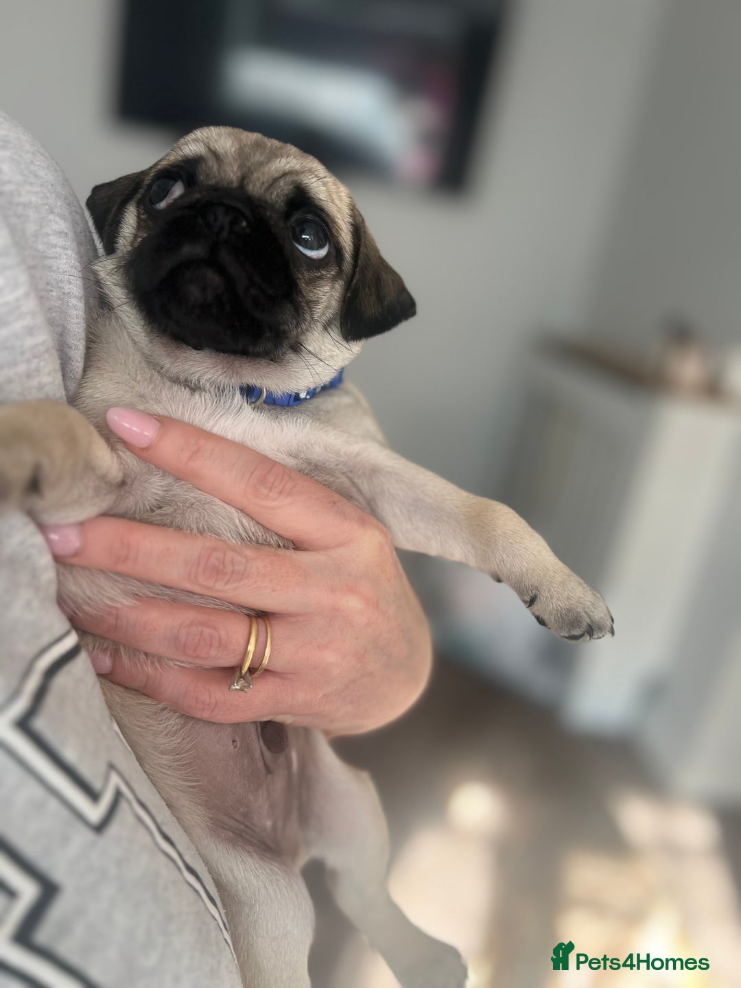 Pug dogs for sale: 1 pug (shug) who was reserved has became available - Image 1