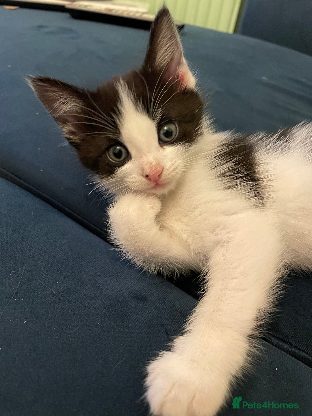 Mixed Breed cats for sale: Adorable kittens ready for  **   - Advert 10