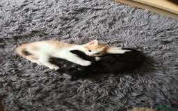 Mixed Breed cats for sale: Beautiful kittens ready  - Image 14