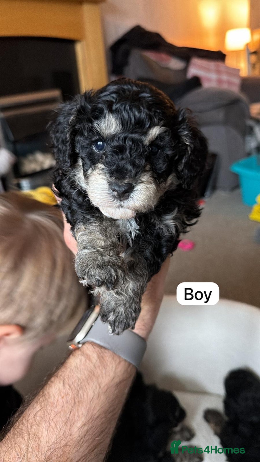 Poochon dogs for sale: Gorgeous Poochon puppies 2 girls 3 boys - Advert 12
