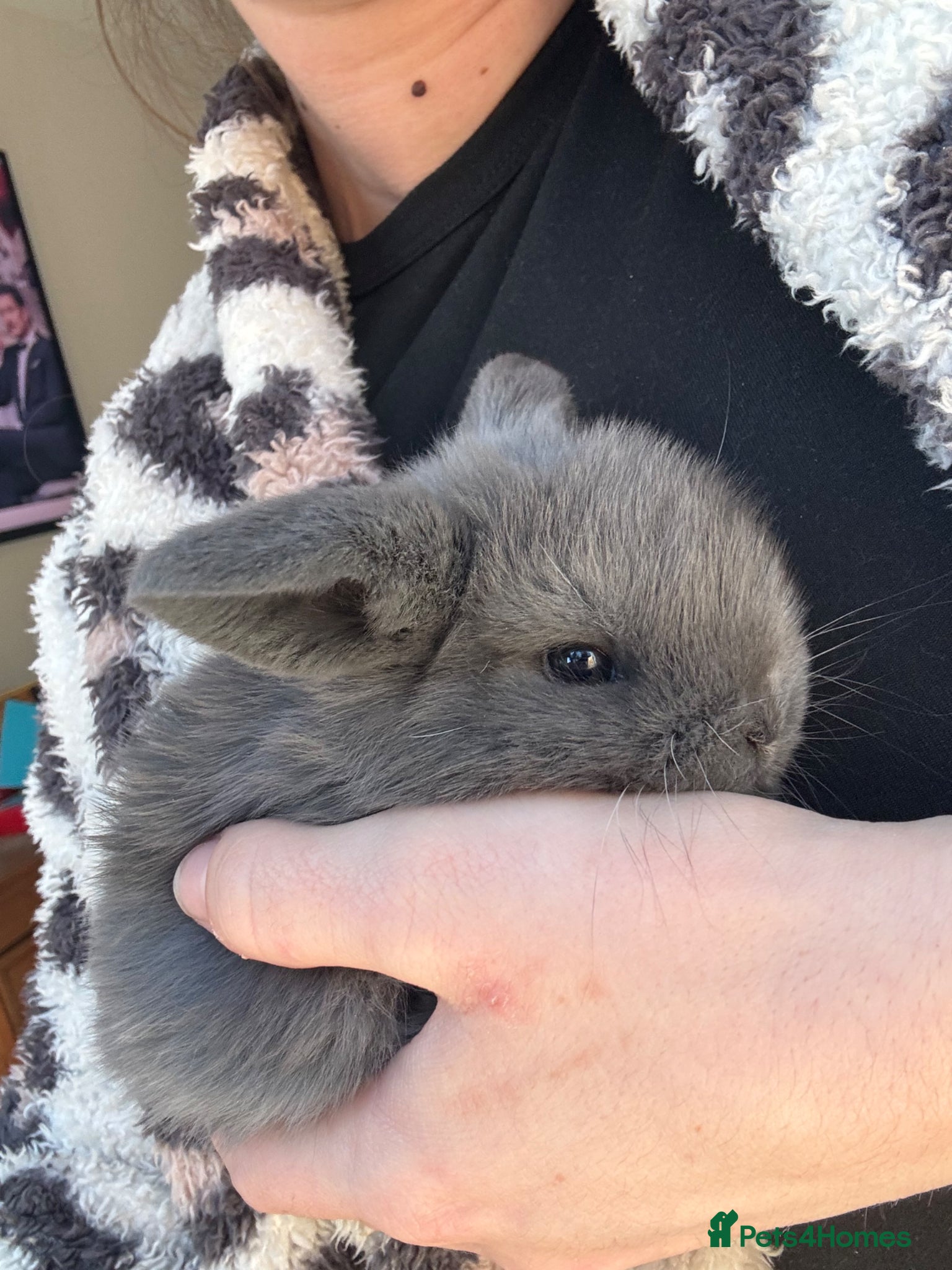 Mini Lop rabbits Mini lop girl - Advert 2