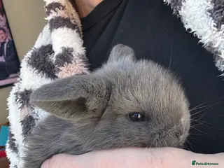 Mini Lop rabbits Mini lop girl - Advert 2