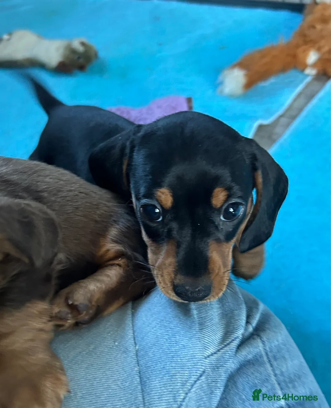 Miniature Dachshund dogs for sale: Miniature Smooth Haired Dachshunds  - Advert 5