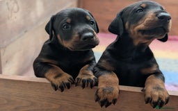 Dobermann dogs for sale: Dobermann Puppies - Image 4