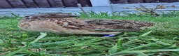 Quail poultry for sale: 🐦 MALE JUMBO COTURNIX QUAIL FOR SALE 🐦 - Advert 11