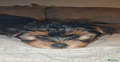 Yorkshire Terrier dogs - Advert 15