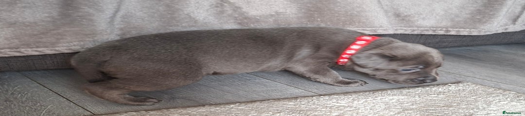 Staffordshire Bull Terrier Puppy 1