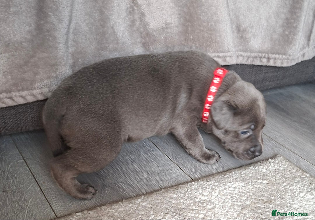 Staffordshire Bull Terrier dogs for sale: 1 female blue available ready to leave 28th August - Image 1