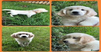 Golden Retriever dogs - Advert 9