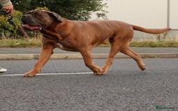 Cane Corso dogs for stud: *HEATH TESTED* Stud available CLIFFORD  - Image 4
