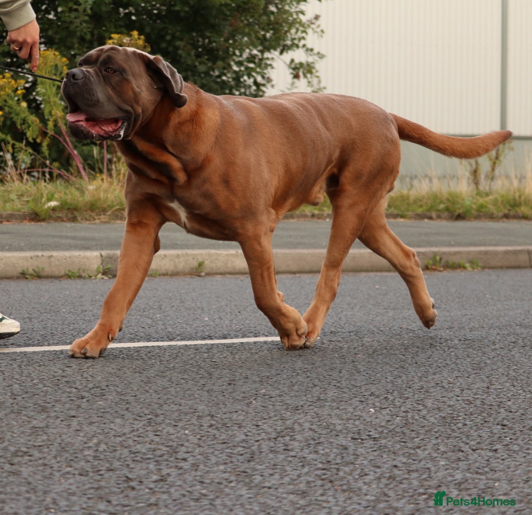 Cane Corso dogs for stud: *HEATH TESTED* Stud available CLIFFORD  - Image 4