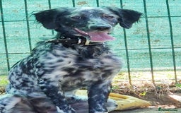 English Setter dogs for adoption: Dharma - Image 7