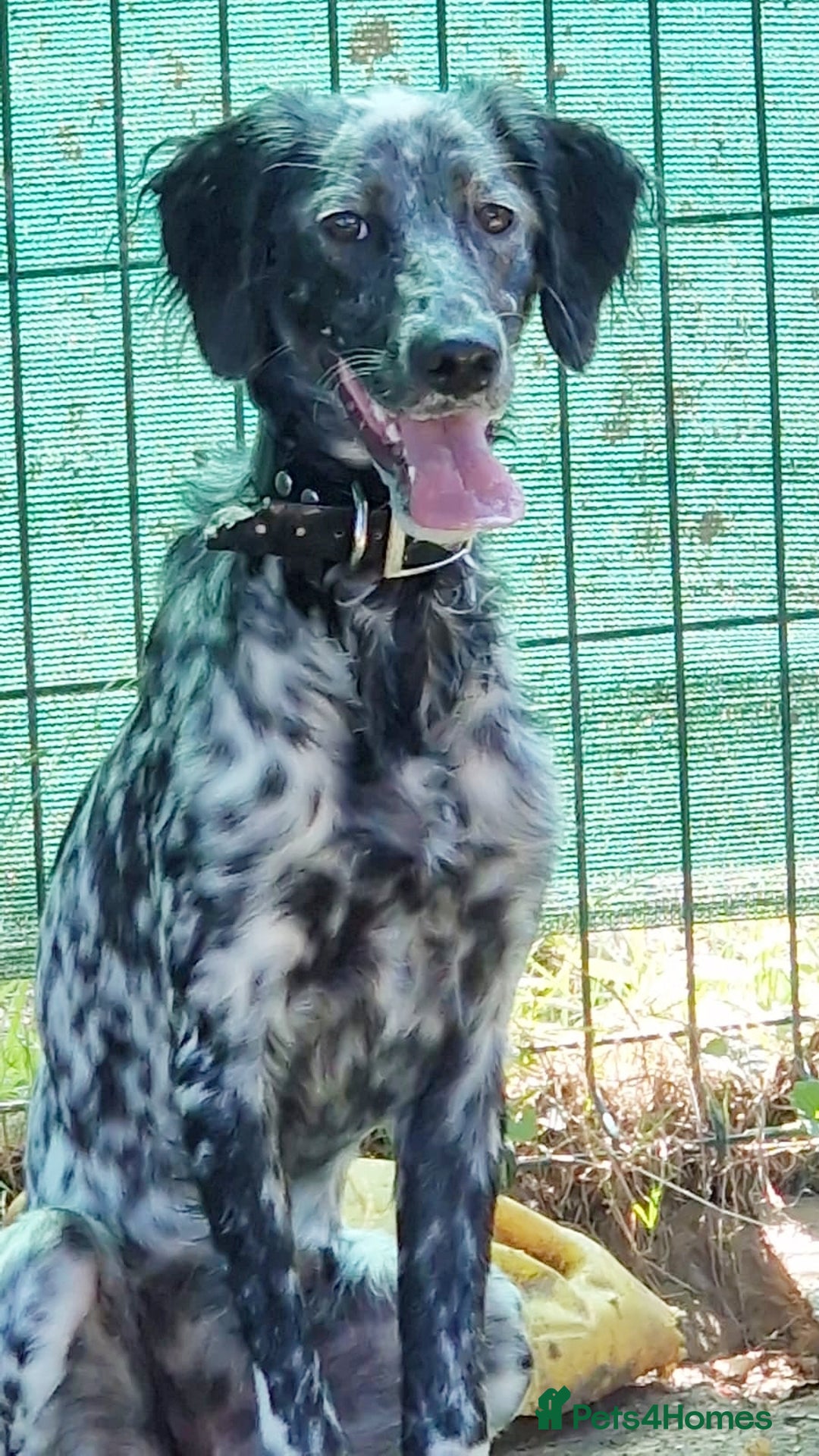 English Setter dogs for adoption: Dharma - Image 7