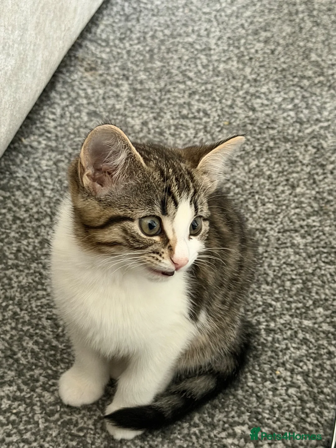 Domestic Shorthair cats for sale: Mimi  in Dewsbury - Advert 5