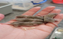 Mouse rodents for sale: Baby fancy mice - Image 5