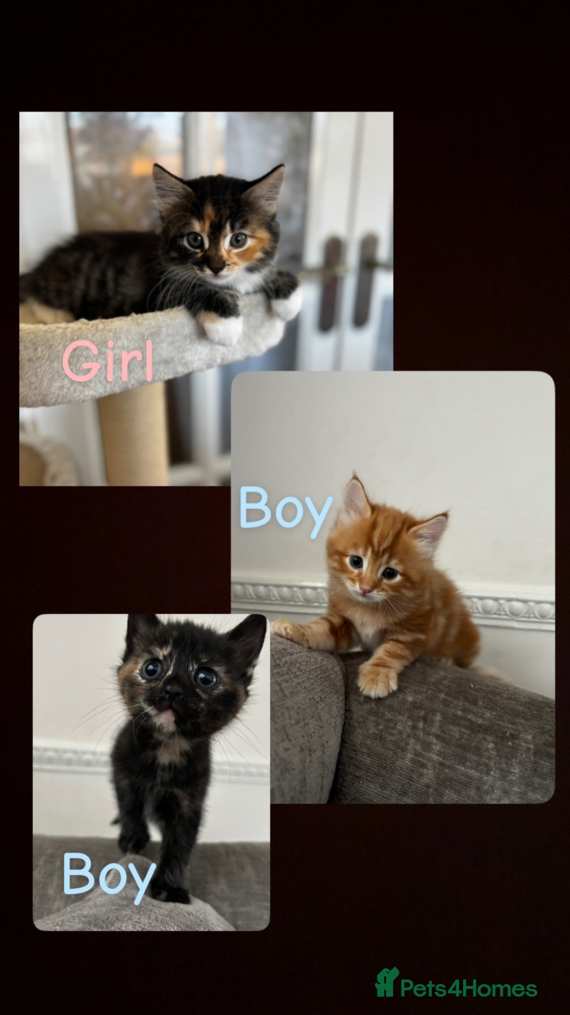Mixed Breed cats Kittens for sale  - Advert 1