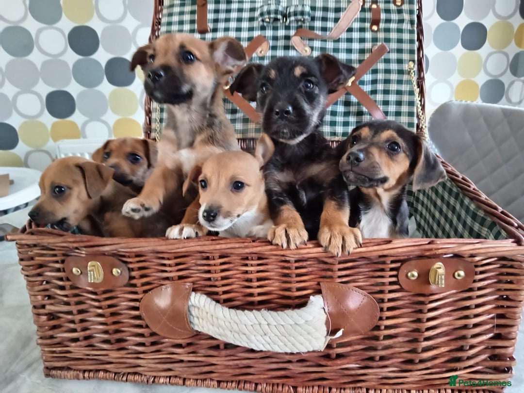 Jack Russell dogs for sale: Jack Russell Puppies Available Now  - Image 10
