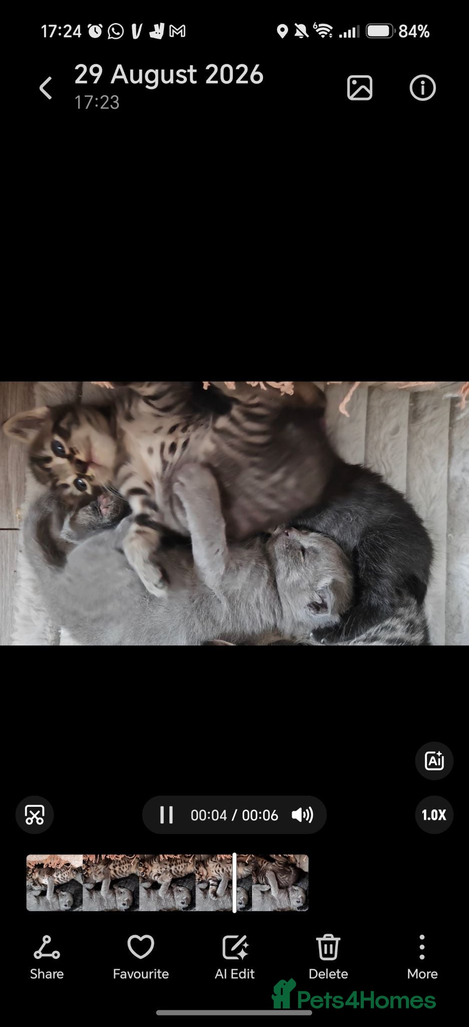 Mixed Breed cats Tabby and black British shorthair kittens 💕💕 - Advert 8