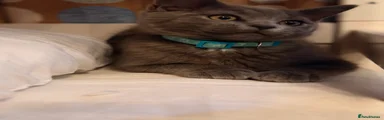 British Shorthair 2