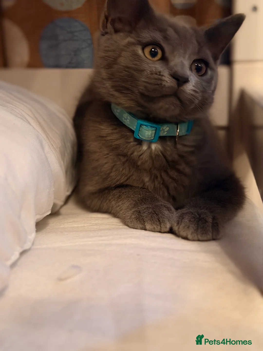 British Shorthair cats for sale: Two Gorgeous Kitten male Left  - Advert 2