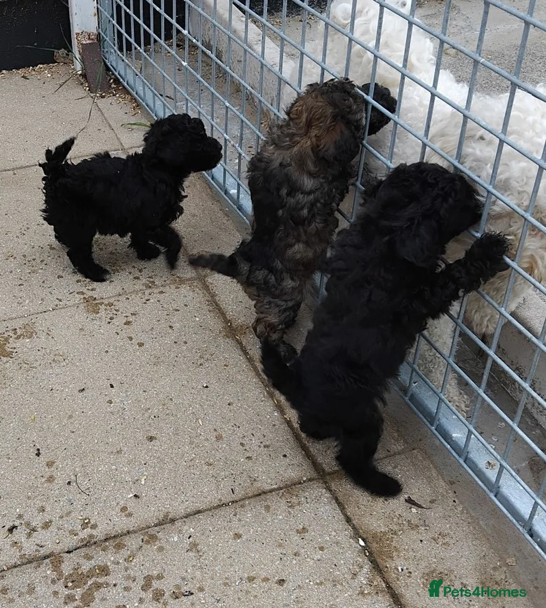 Poochon dogs for sale: Poochon Puppies - Advert 1