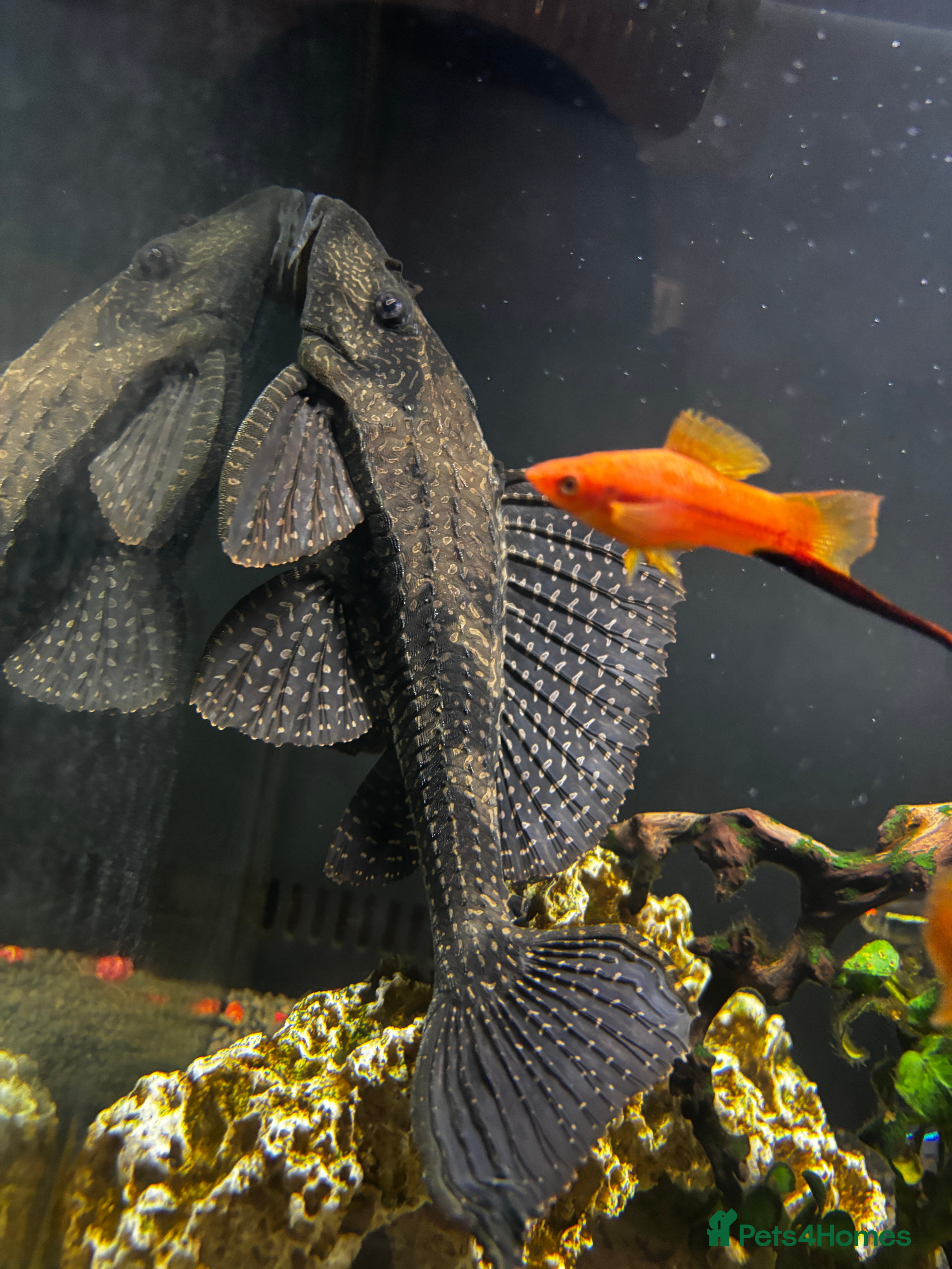 Catfish fish Fish tank with fish - Advert 1