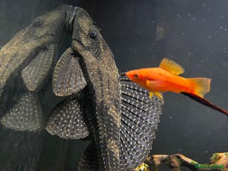 Catfish fish Fish tank with fish - Advert 9