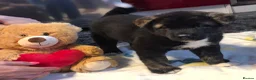 Akita dogs for sale: Big bear faced American Akitas - Advert 5