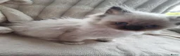Ragdoll cats for sale: 🩵 Ragdoll Kittens 2 x Male AVAILABLE NOW🩵 - Advert 12
