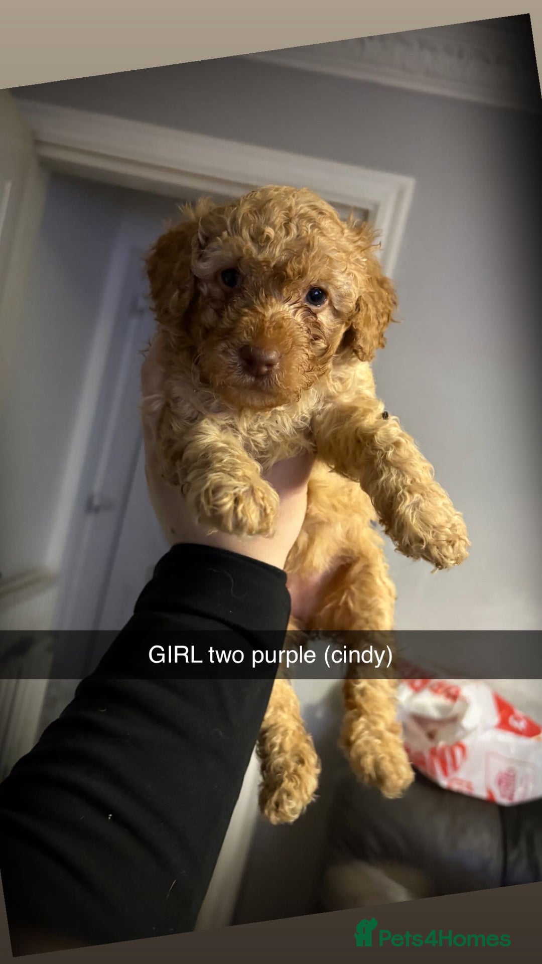 Miniature Poodle dogs for sale: Miniature poodles - Image 6