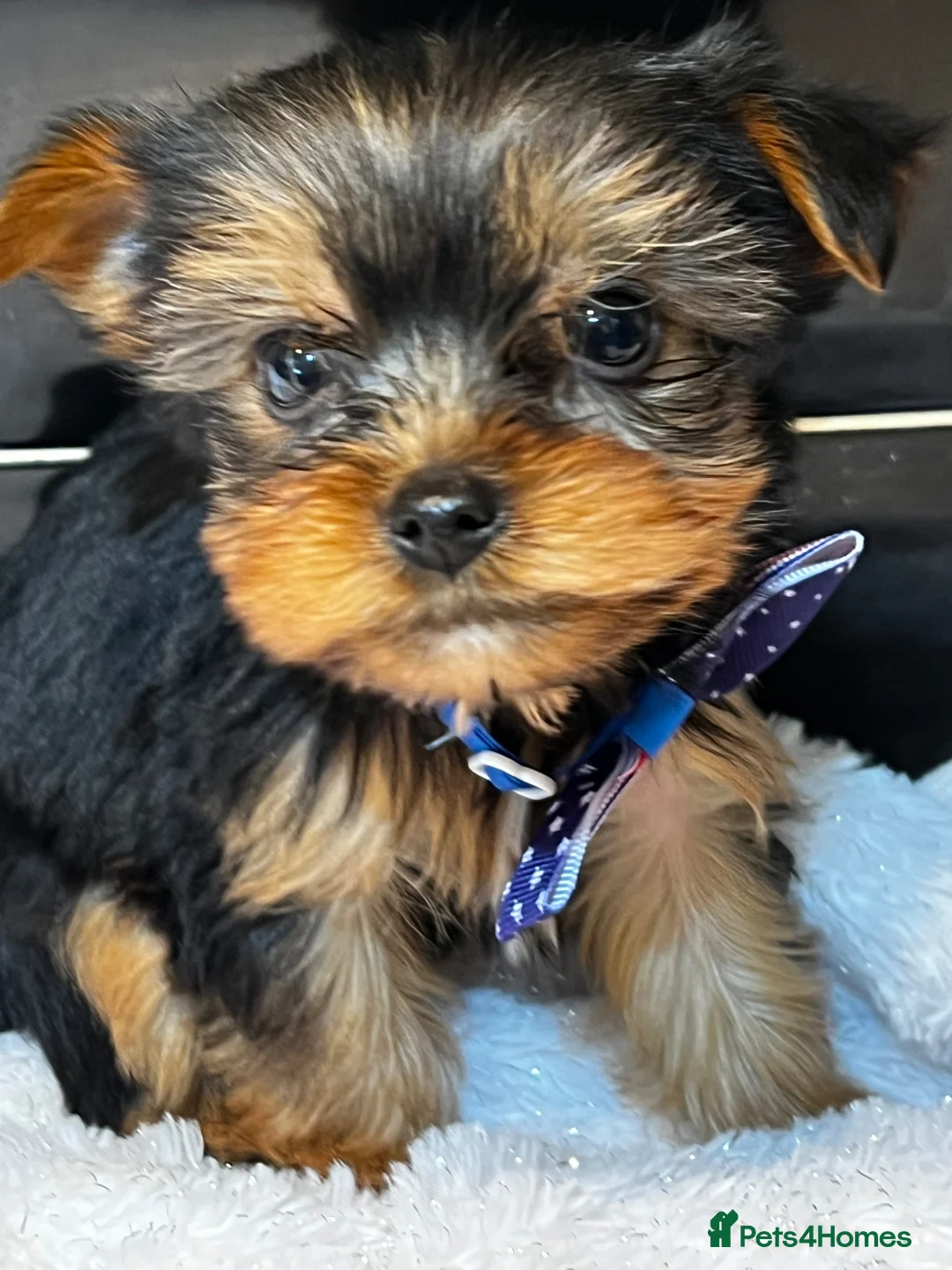 Yorkshire Terrier dogs for sale: Pedigree Yorkshire terriers - Advert 1