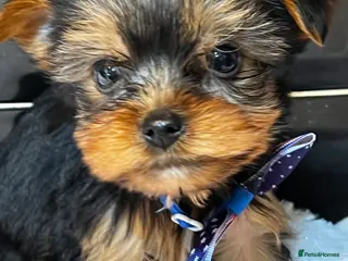 Yorkshire Terrier dogs Pedigree Yorkshire terriers - Advert 18