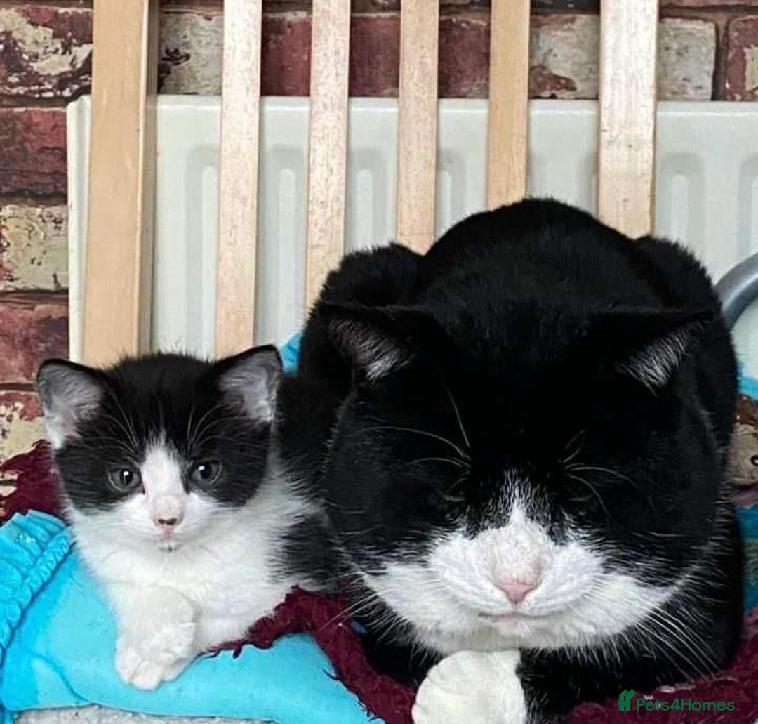 Mixed Breed cats for sale: Adorable kitty For black cat lovers  - Image 13