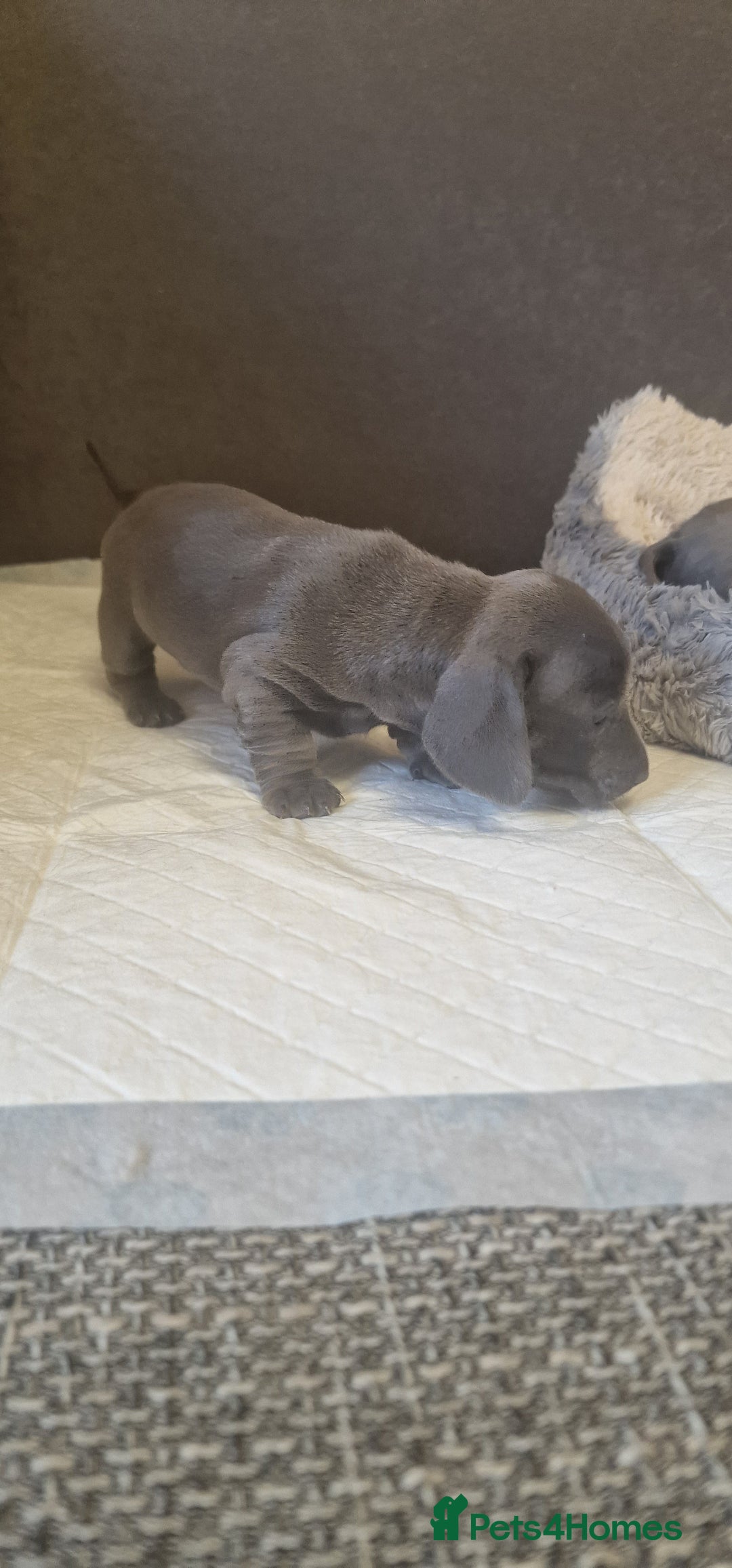 Dachshund dogs for sale: 2 girls and 1 boy miniature dachshund puppies  - Image 7
