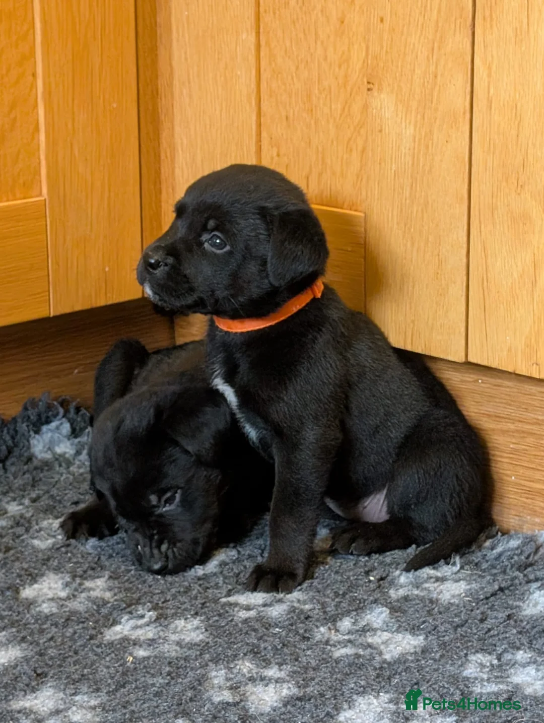 Mixed Breed dogs for sale: Labrador x Rottweiler (Rottador) - Advert 7