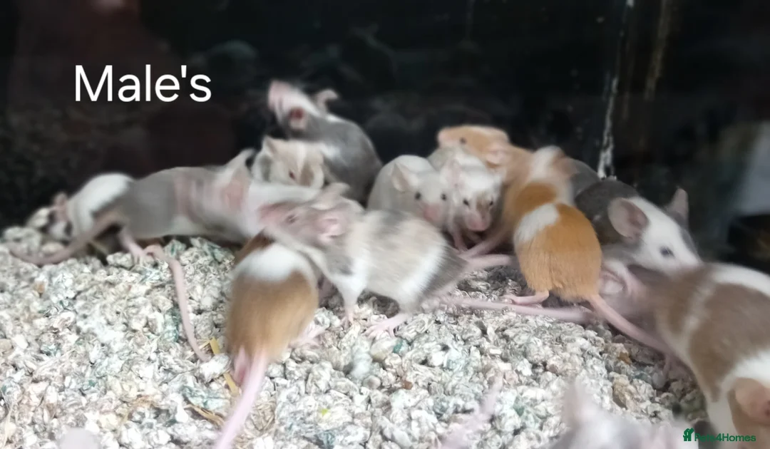 Mouse rodents for sale: Baby Fancy Pet mice , Males and Females - Advert 13