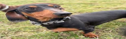 Miniature Dachshund dogs for sale: Nugget in Rowlands Gill - Advert 2