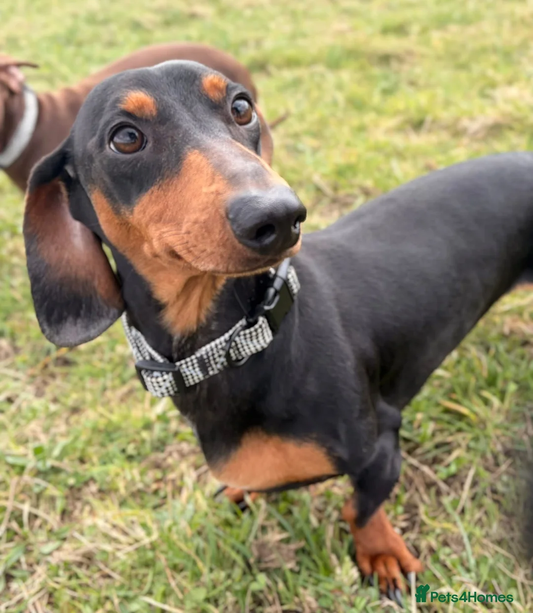 Miniature Dachshund dogs for sale: Nugget in Rowlands Gill - Advert 2