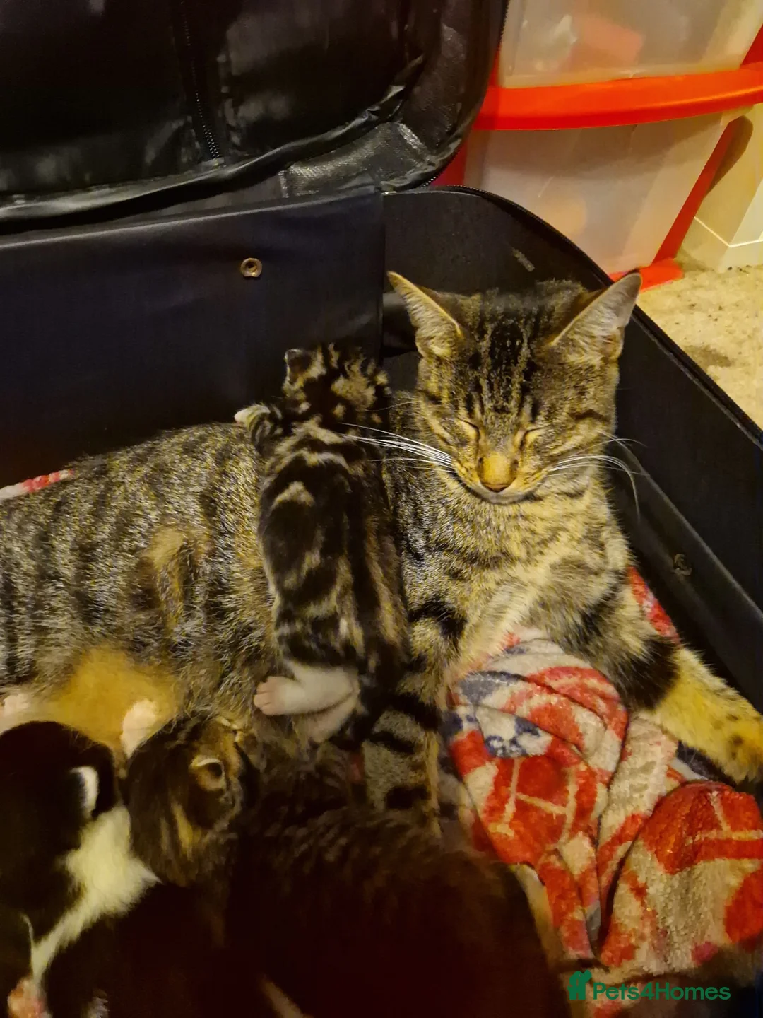 Mixed Breed cats for sale: 2 beautiful fluffy bengal cross kittens - Advert 1