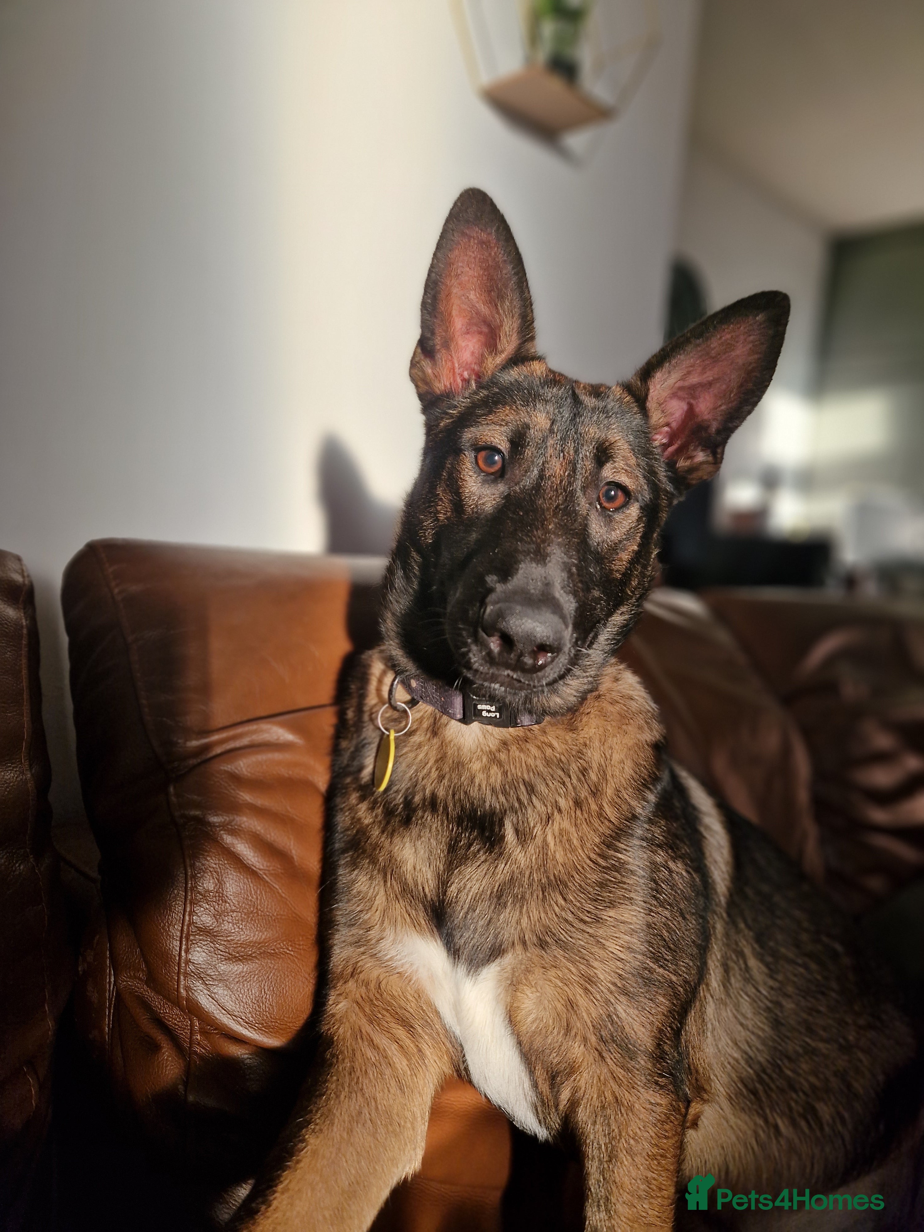 Mixed Breed dogs Sadly have to rehome a beautiful Malinois X - Advert 17