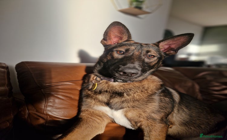 Mixed Breed dogs - Advert 1