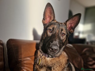 Mixed Breed dogs for sale - Advert 1