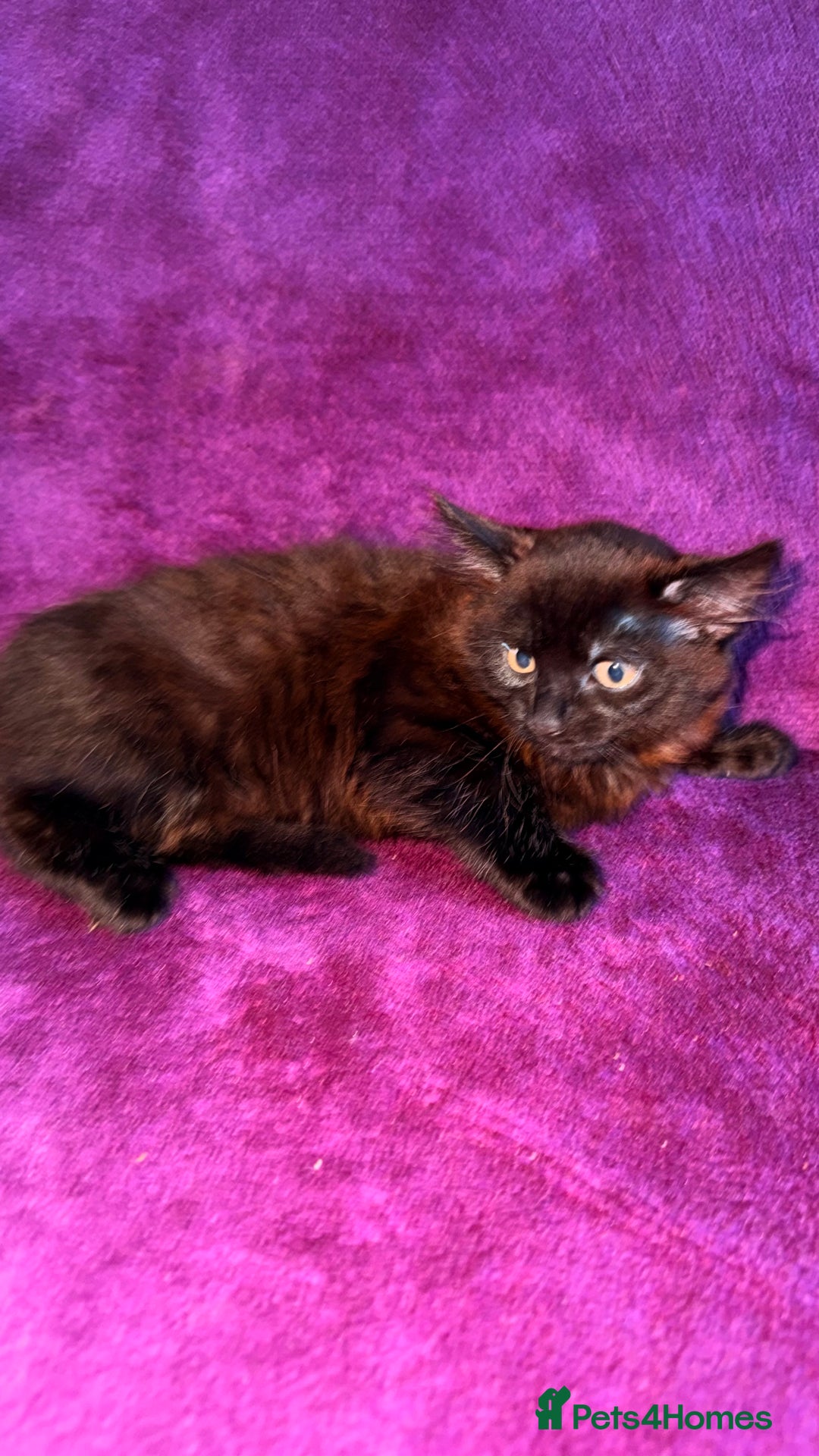 Mixed Breed cats for sale: Kitten boy - Advert 2