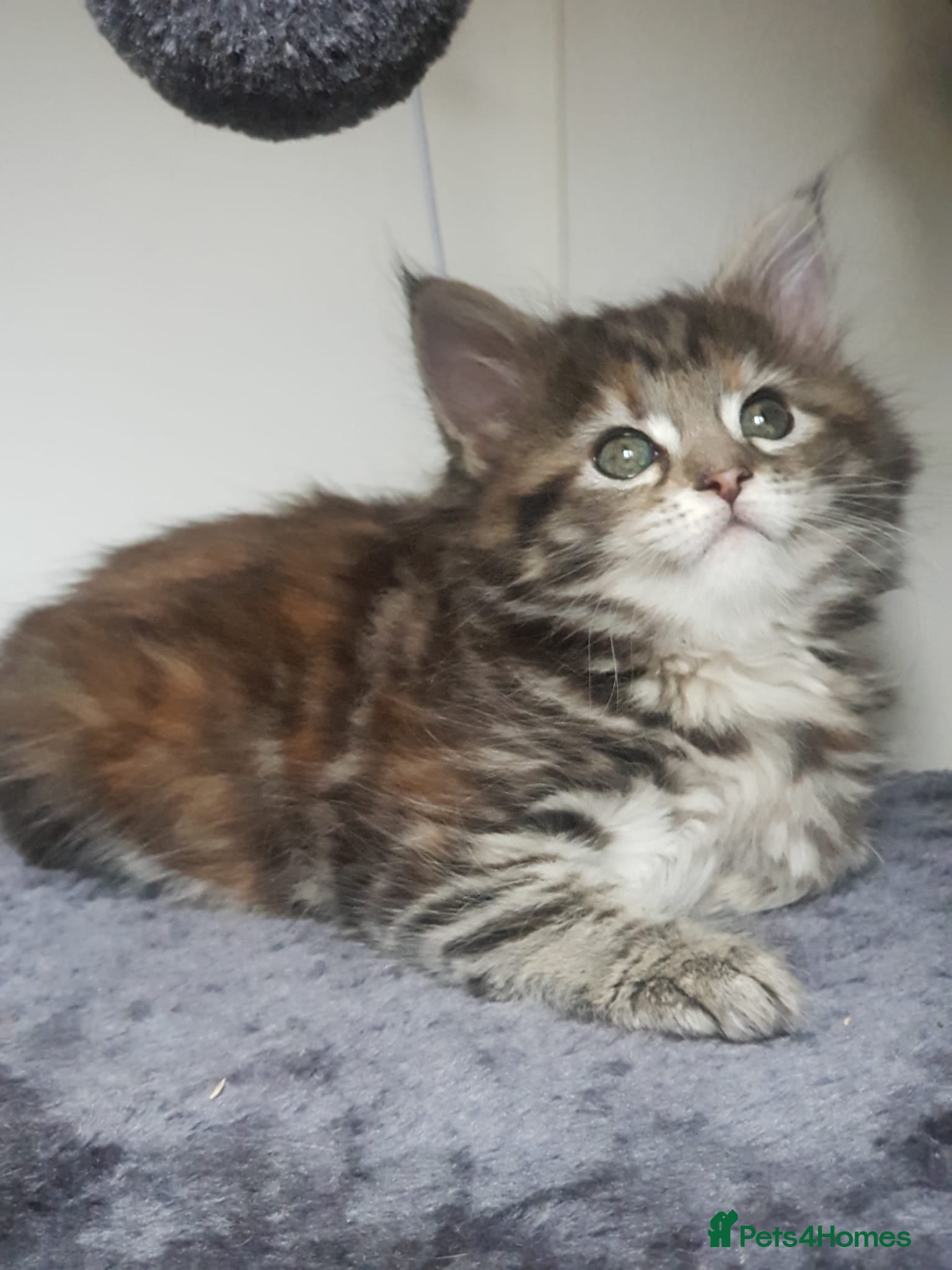Mixed Breed cats Maine Coon cross Norwegian kittens  - Advert 6