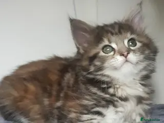 Mixed Breed cats Maine Coon cross Norwegian kittens - Advert 6