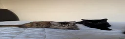 Mixed Breed cats for sale: 4 adorable kittens for sale - Advert 3