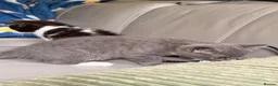 British Shorthair cats for sale: Beautiful British shorthair cross kitten - Advert 5