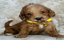 Cockapoo dogs for sale: Miniature red toy cockapoos - Advert 6