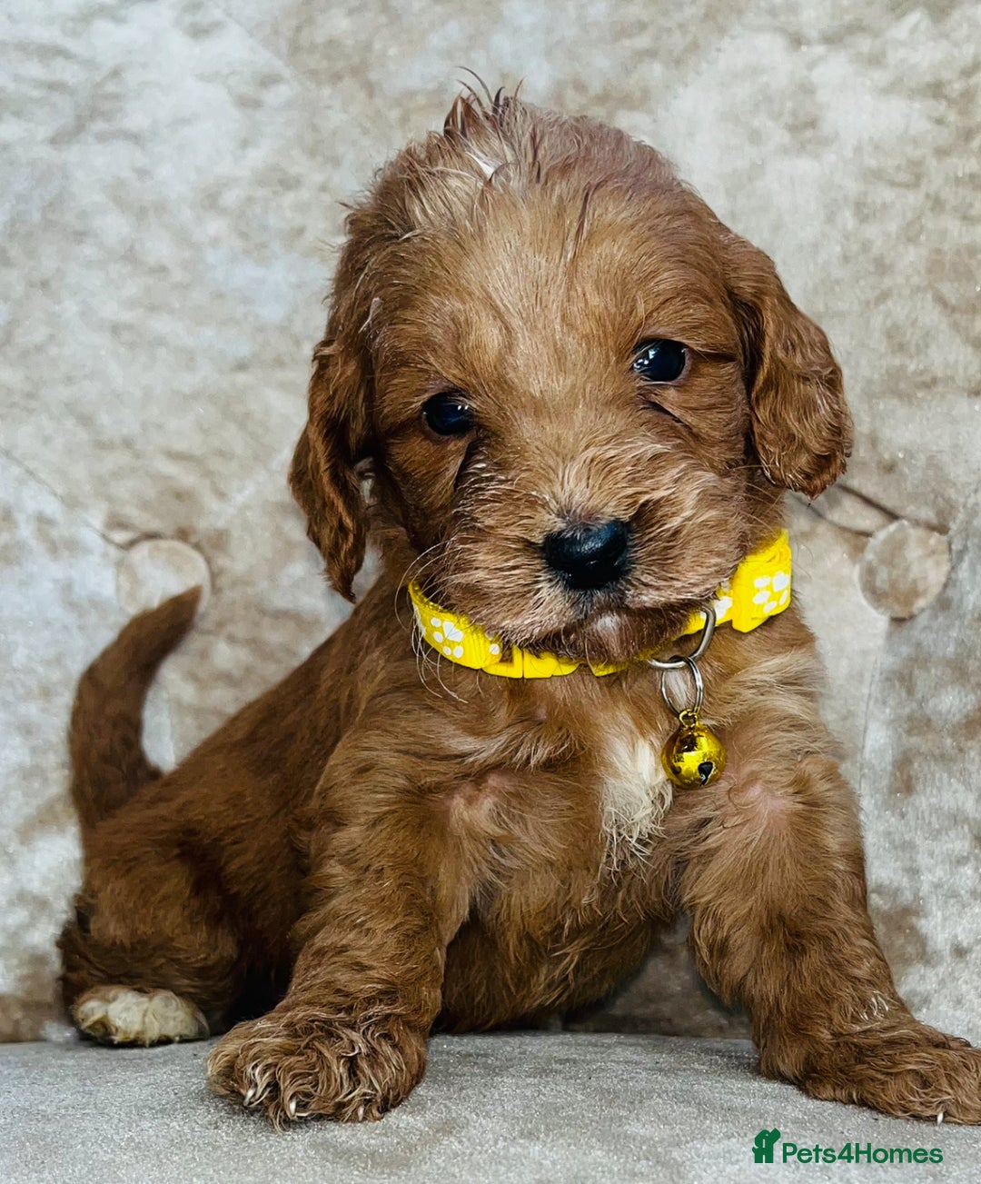 Cockapoo dogs for sale: Miniature red toy cockapoos - Advert 6